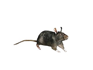 精品动物模型 老鼠
